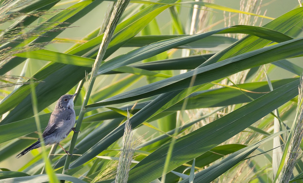 Menetries's Warbler - ML642957706