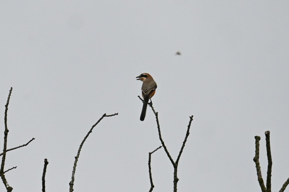 Bull-headed Shrike - ML642957707