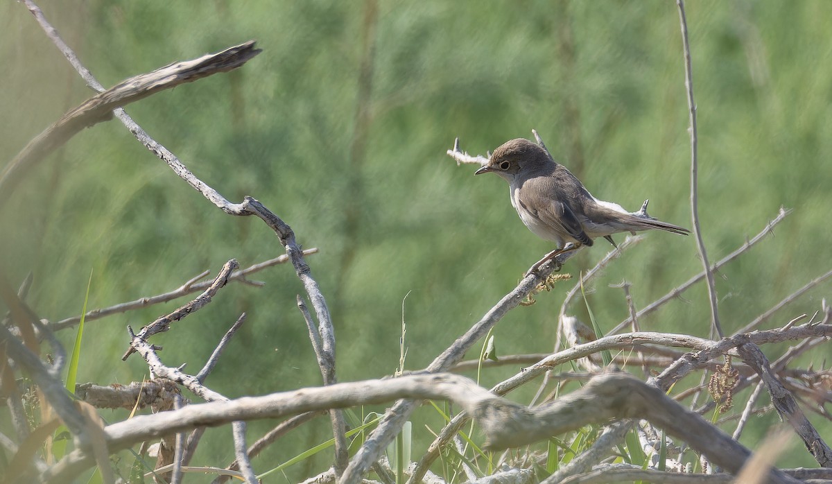 Menetries's Warbler - ML642957708