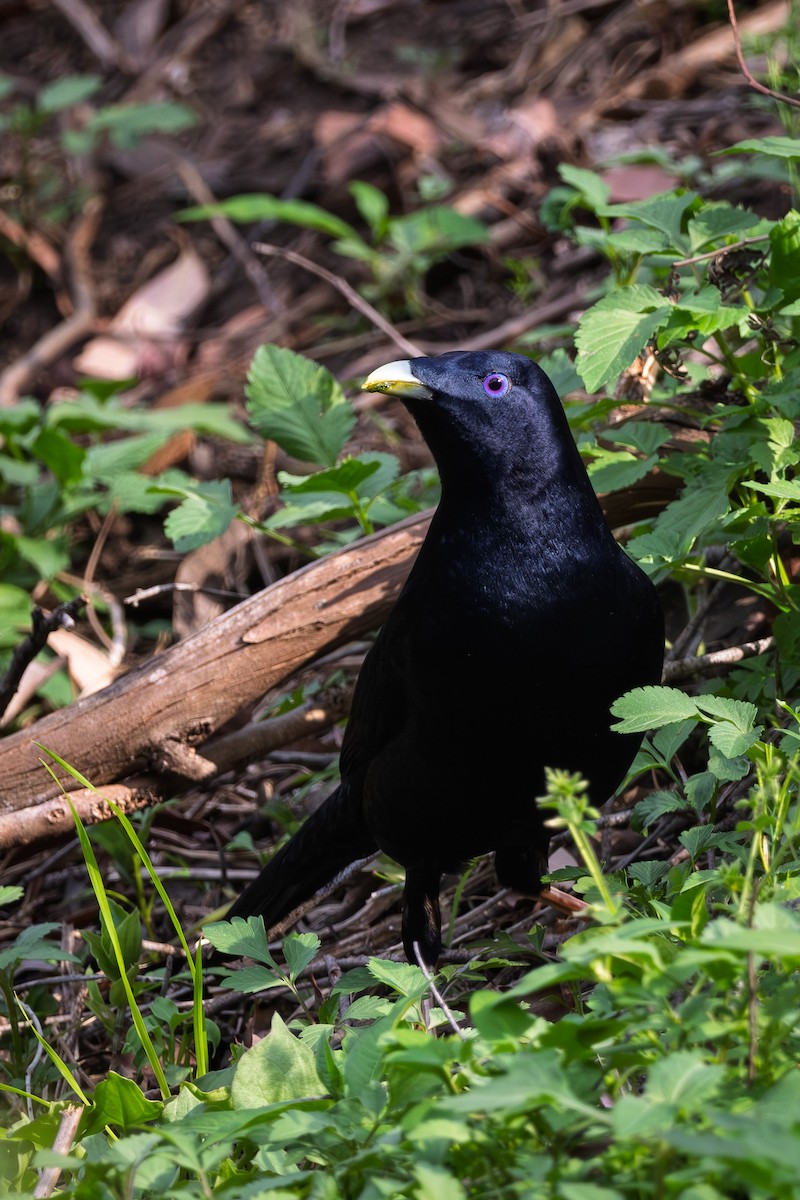 Satin Bowerbird - ML642957717