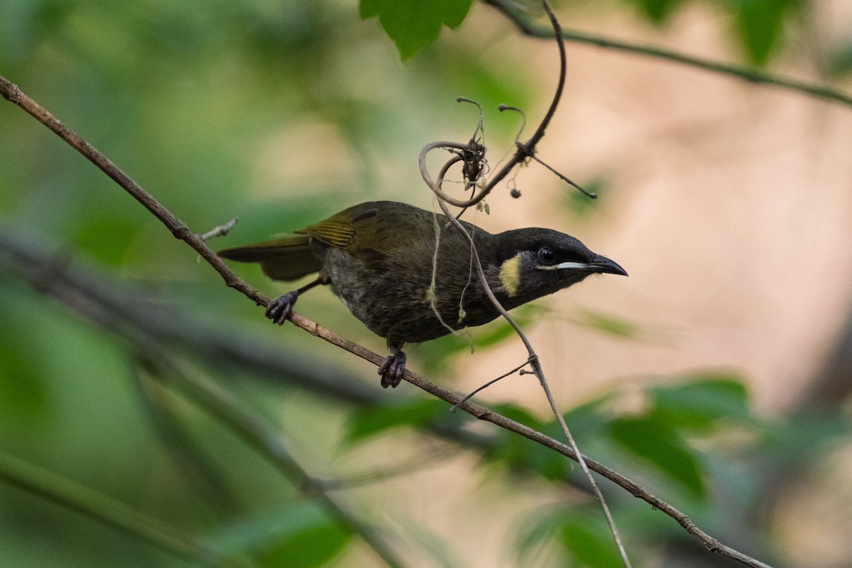 Lewin's Honeyeater - ML642957718