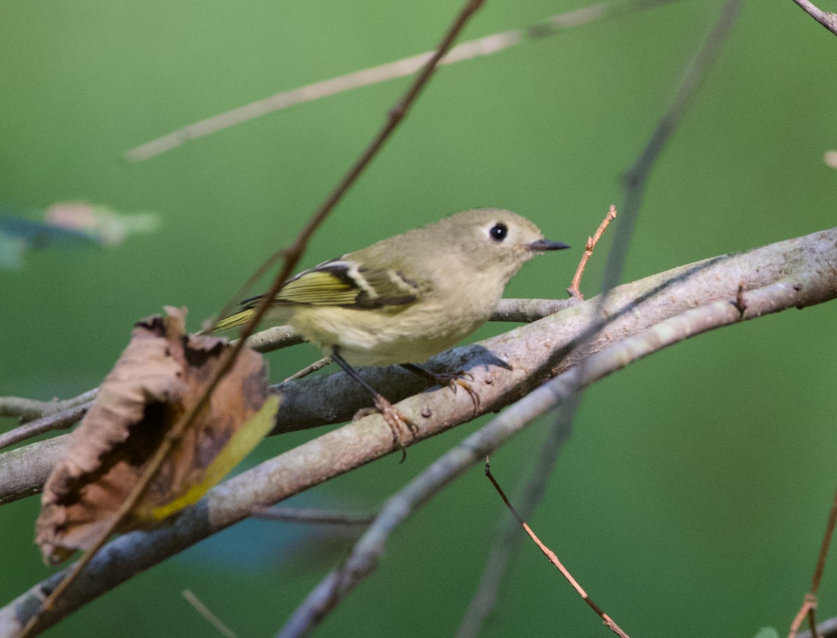 Ruby-crowned/Golden-crowned Kinglet - ML642957726