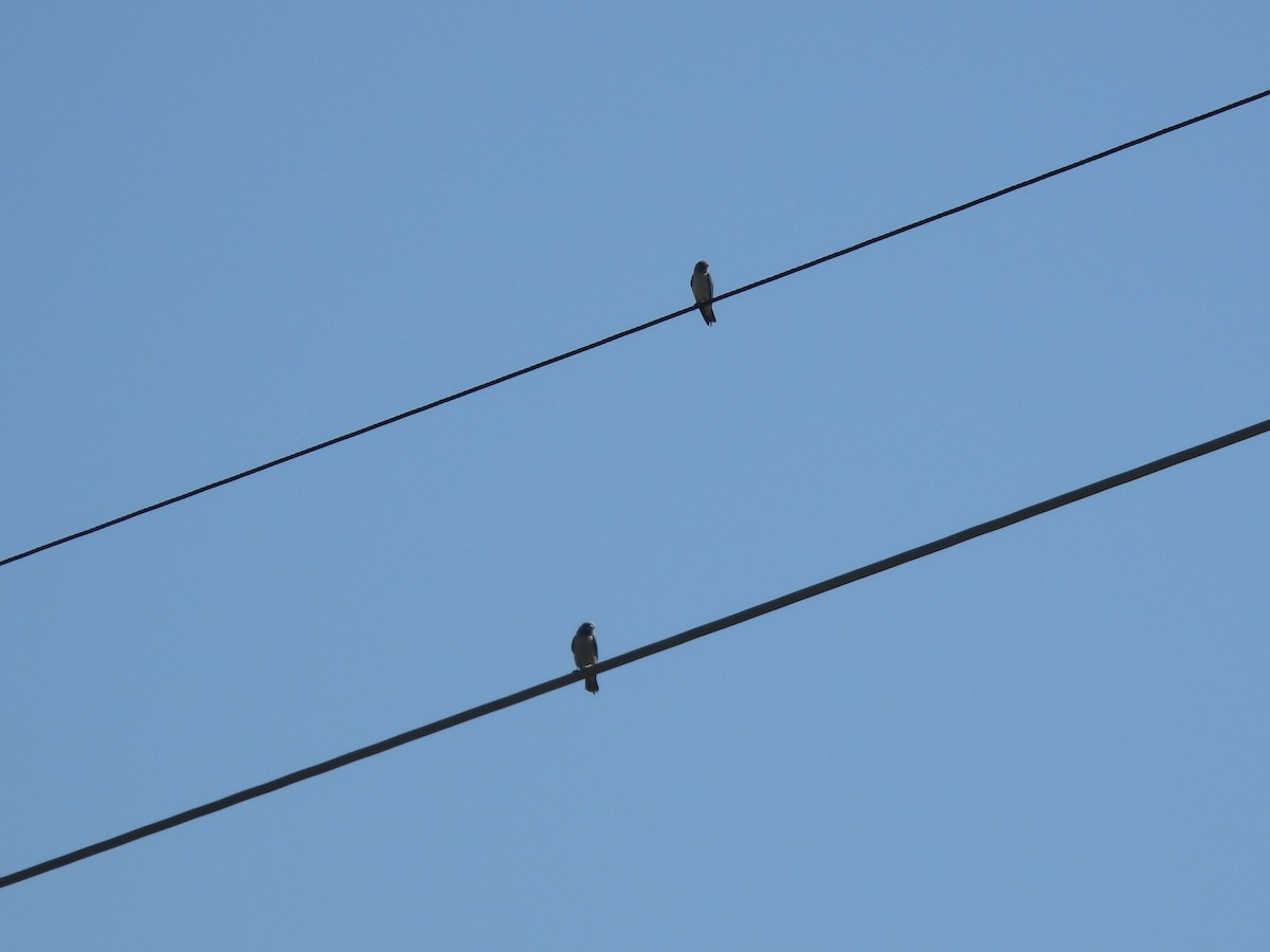 Ashy Woodswallow - ML642957728