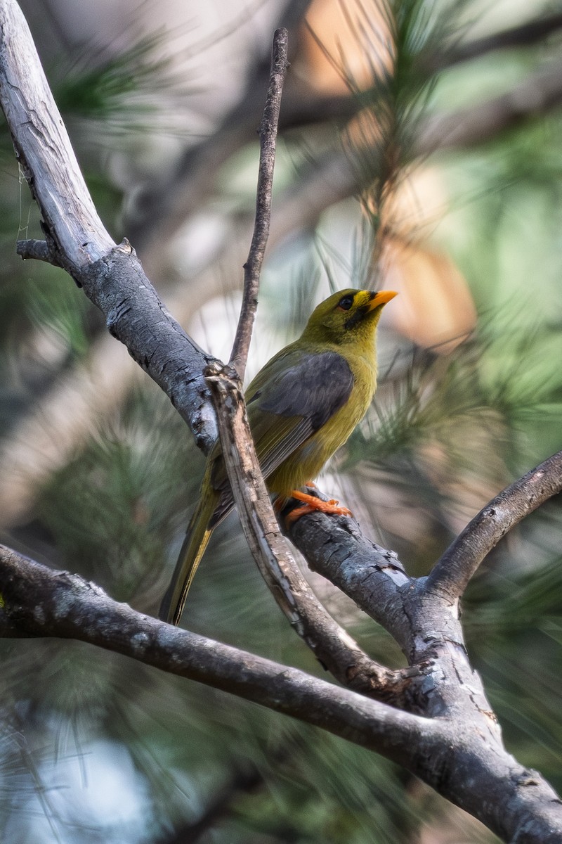 Bell Miner - ML642957729