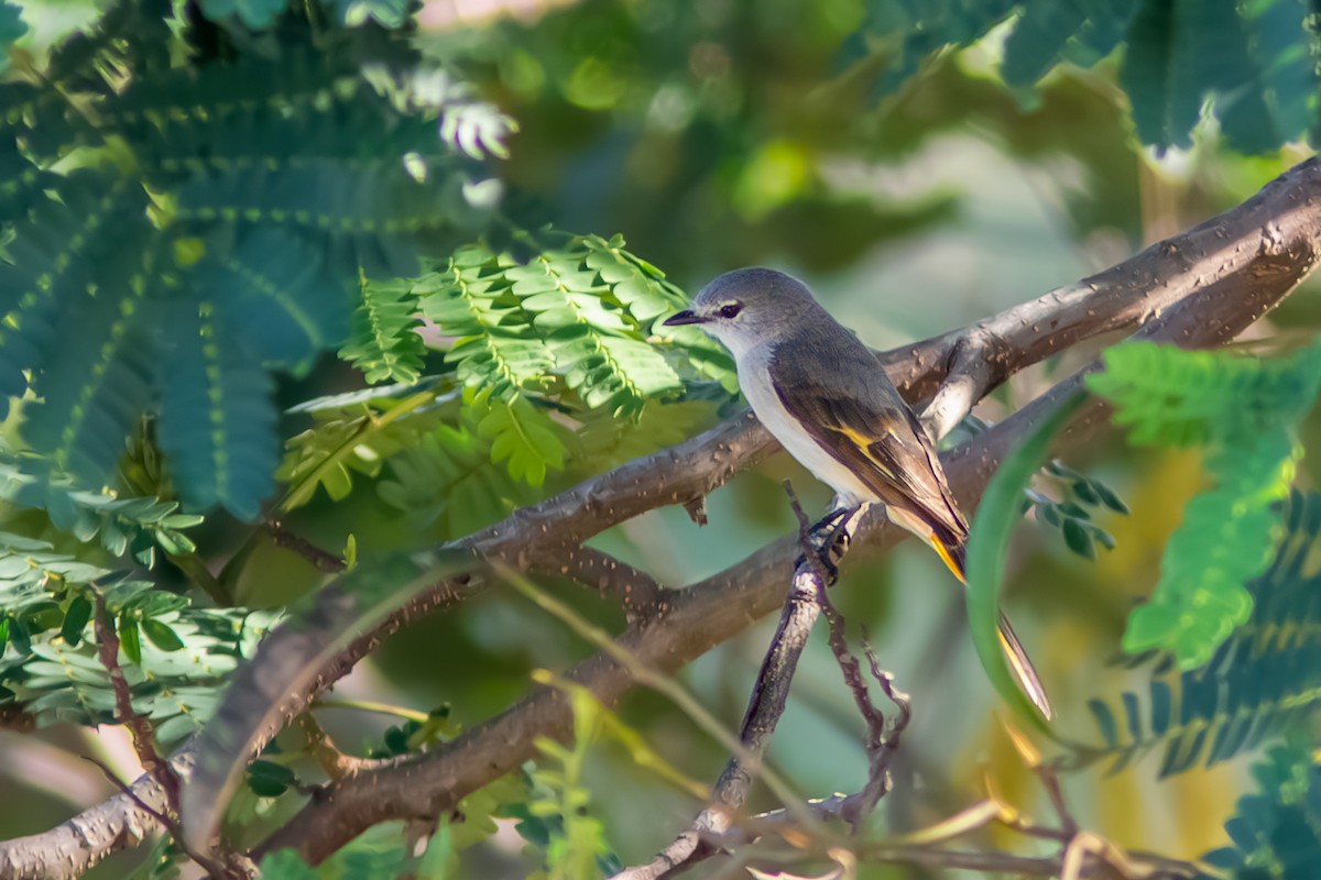 Small Minivet - ML642957739