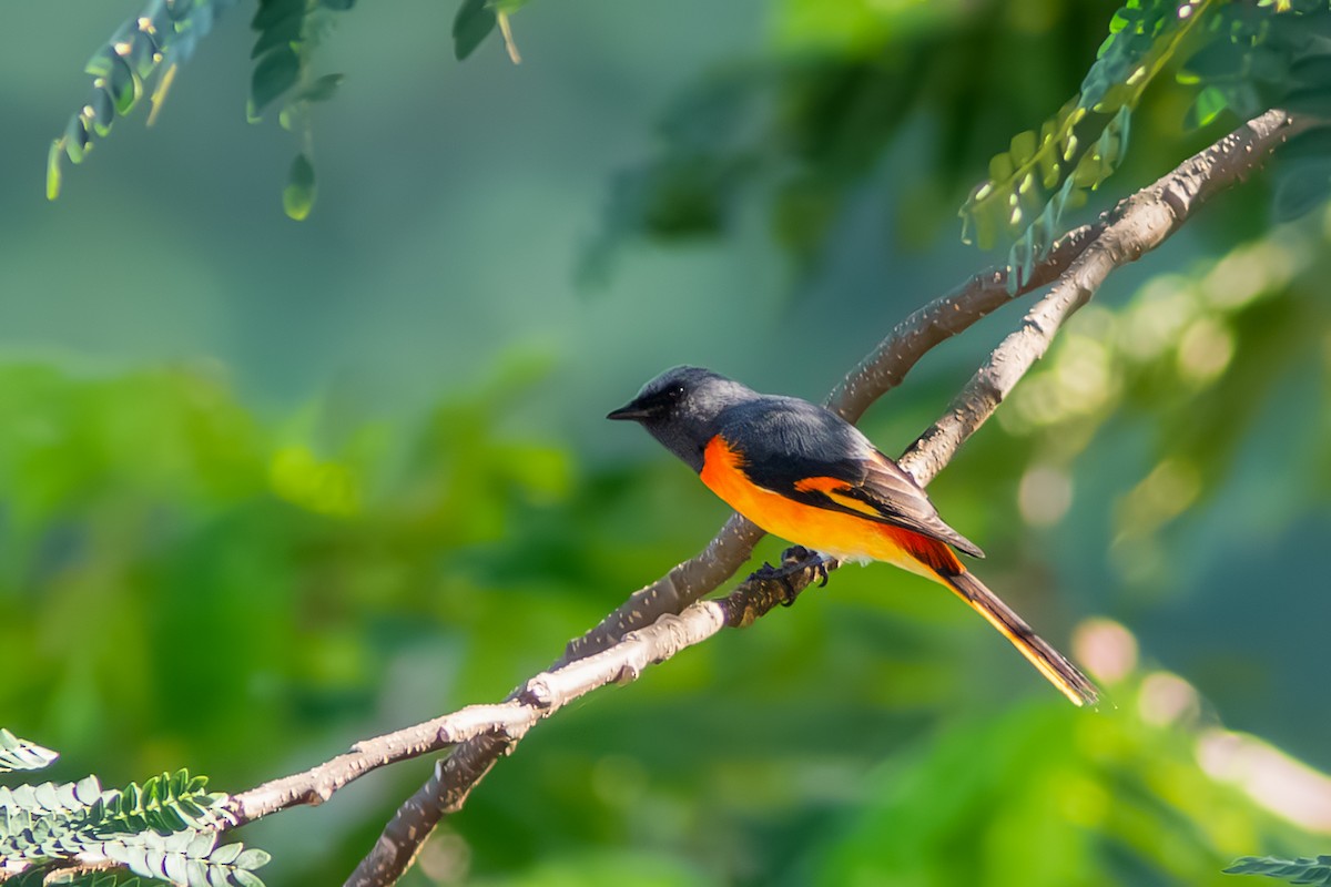 Small Minivet - ML642957740