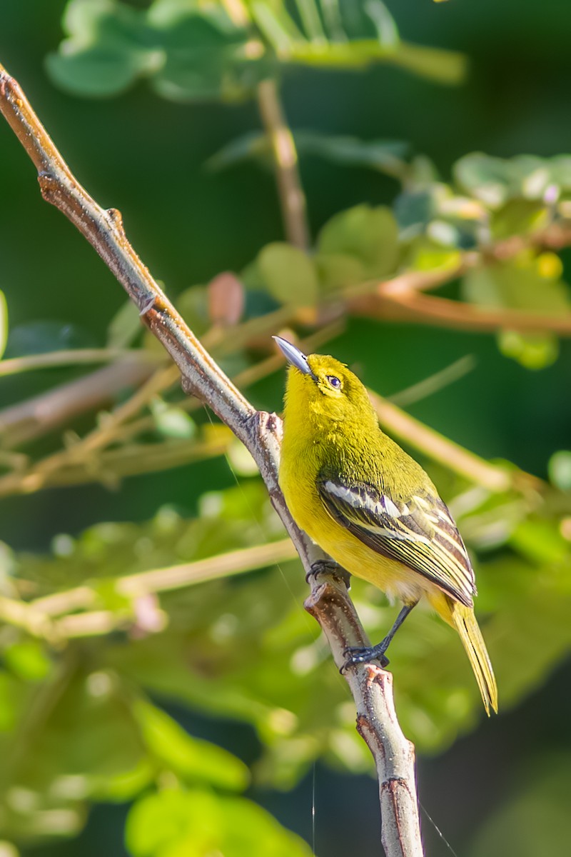 Common Iora - ML642957743