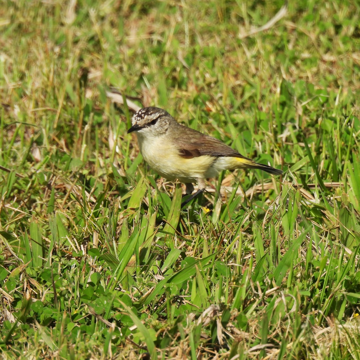 Yellow-rumped Thornbill - ML642957747