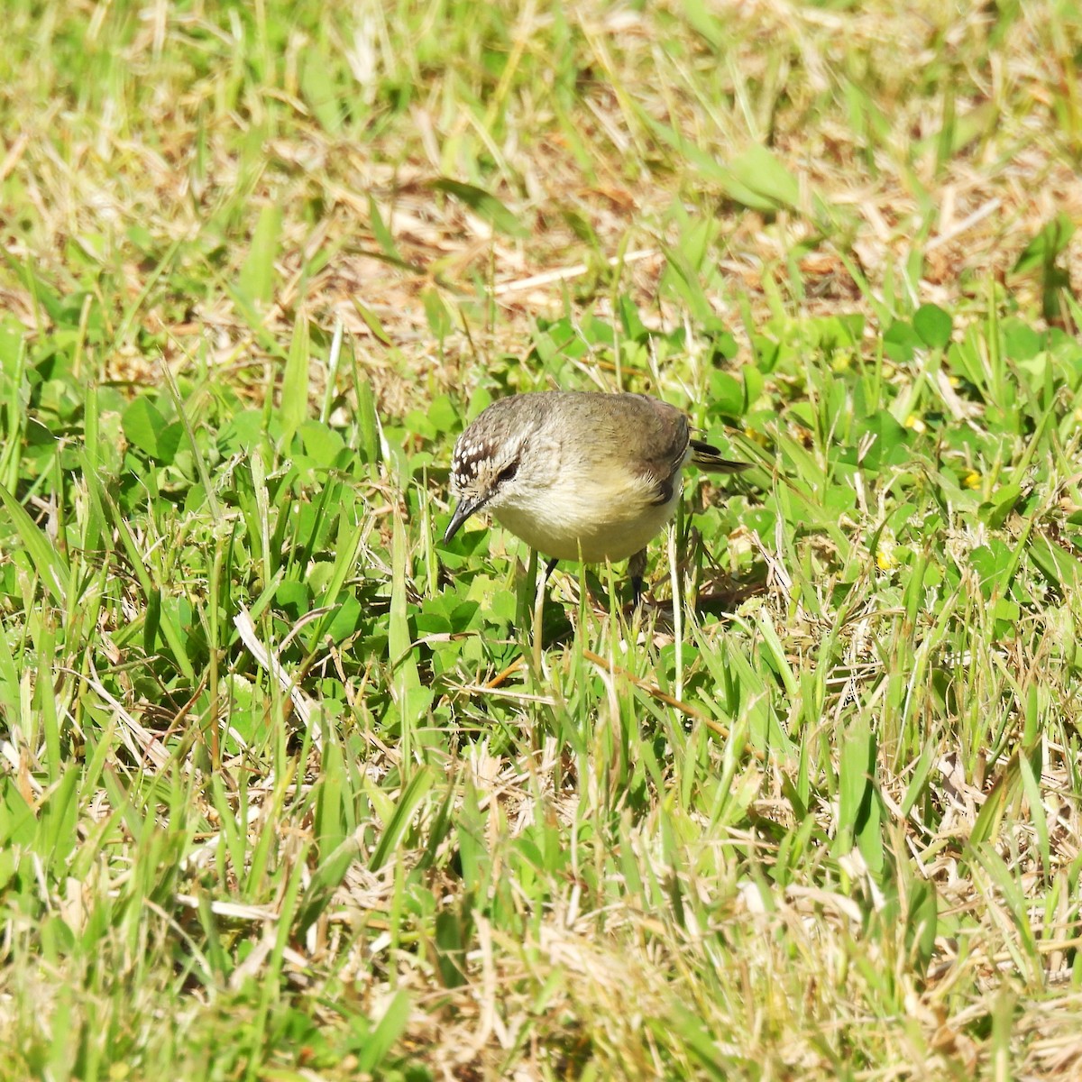 Yellow-rumped Thornbill - ML642957751