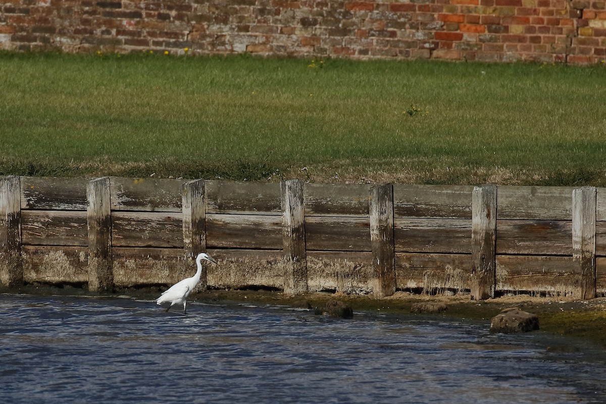 Little Egret - ML642957764