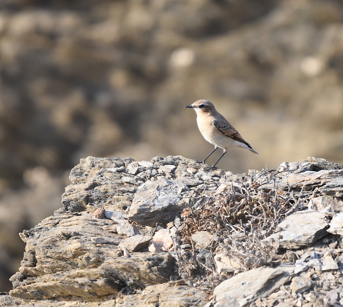 Northern Wheatear - ML642957767