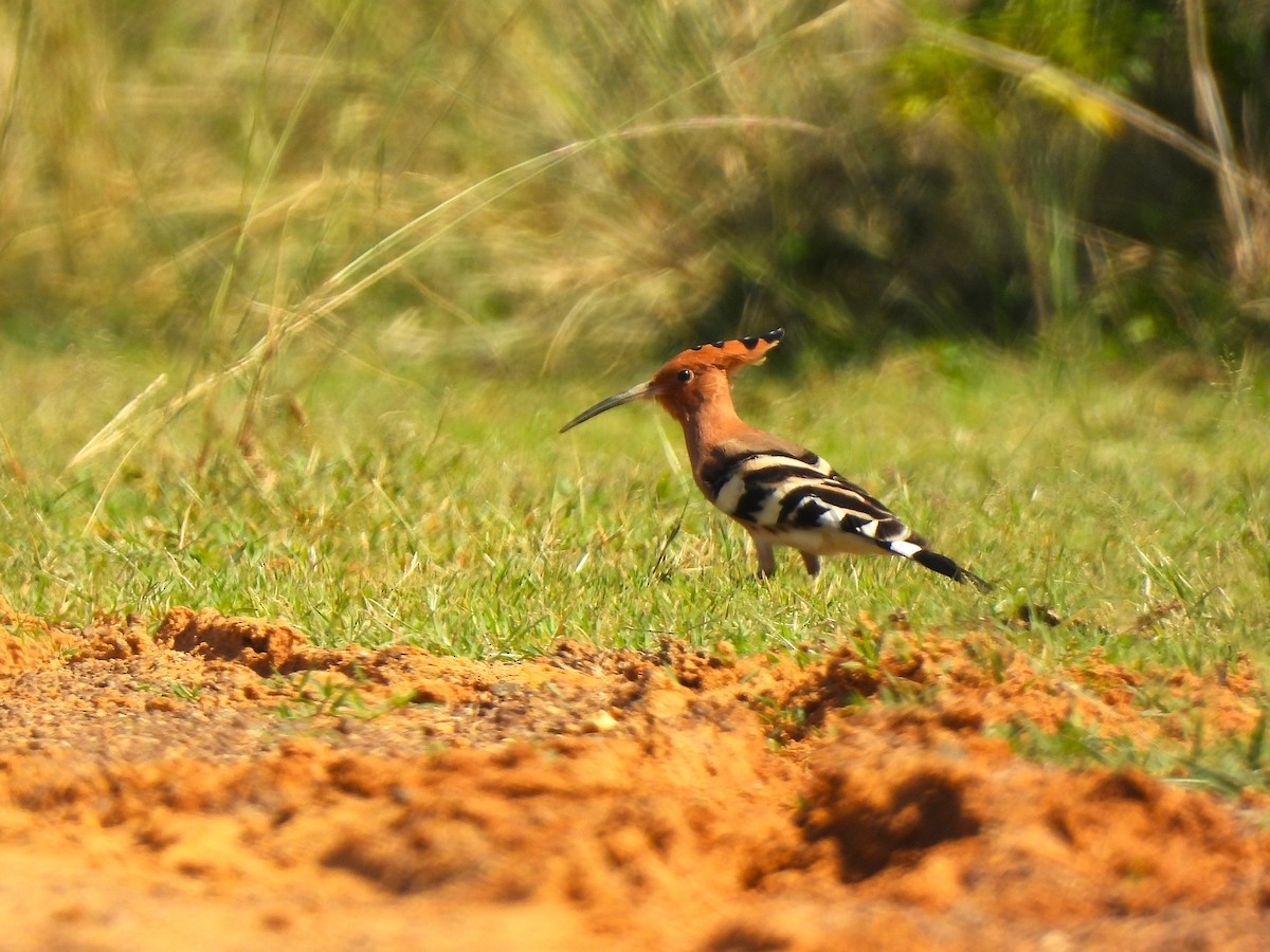 Eurasian Hoopoe - ML642957768