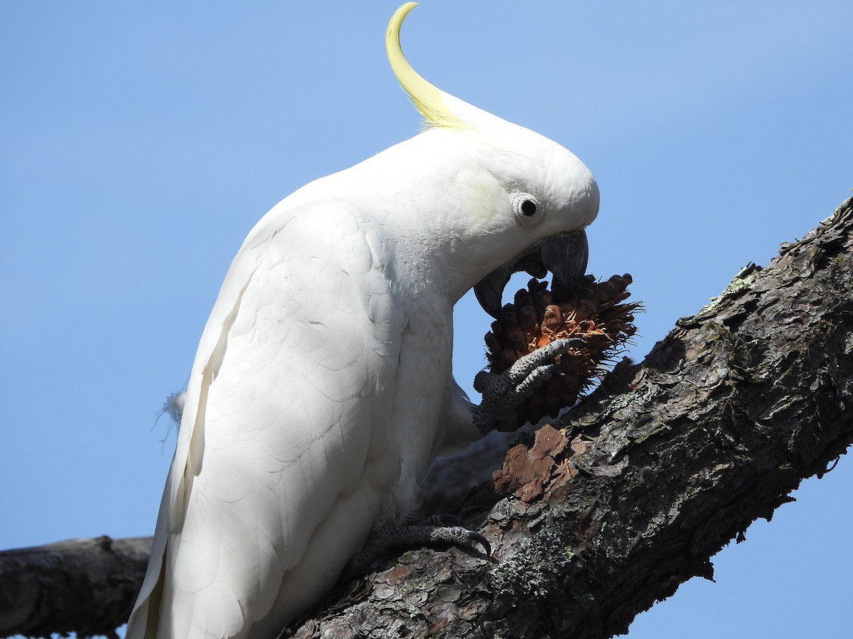 Sulphur-crested Cockatoo - ML642957770