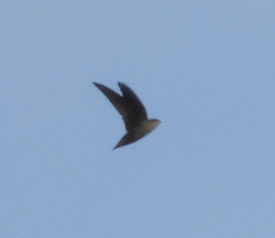 Chimney Swift - ML642957772