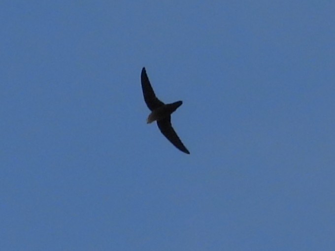 Chimney Swift - ML642957773
