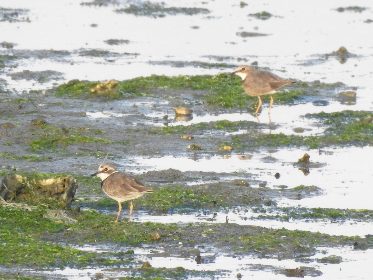 Little Ringed Plover - ML642957774