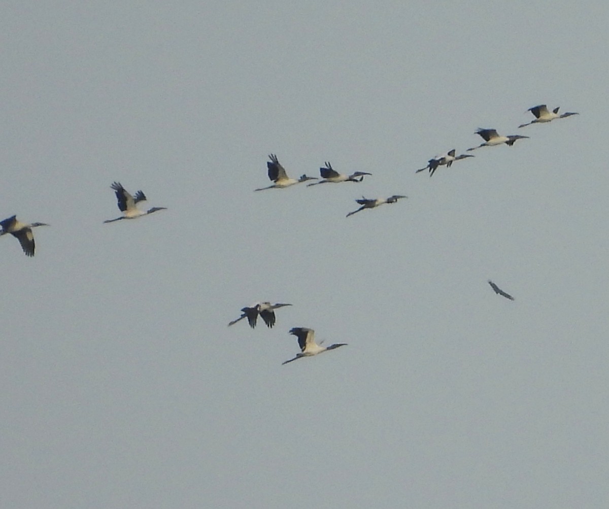 Wood Stork - ML642957775