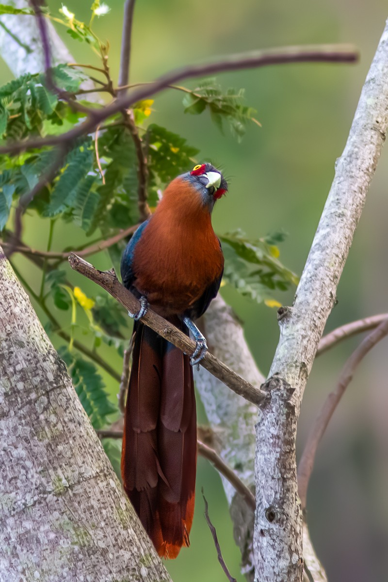 Chestnut-breasted Malkoha - ML642957776