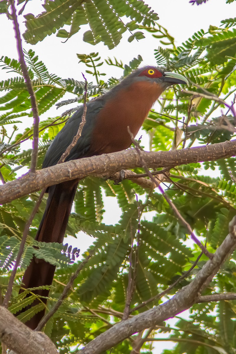 Chestnut-breasted Malkoha - ML642957777