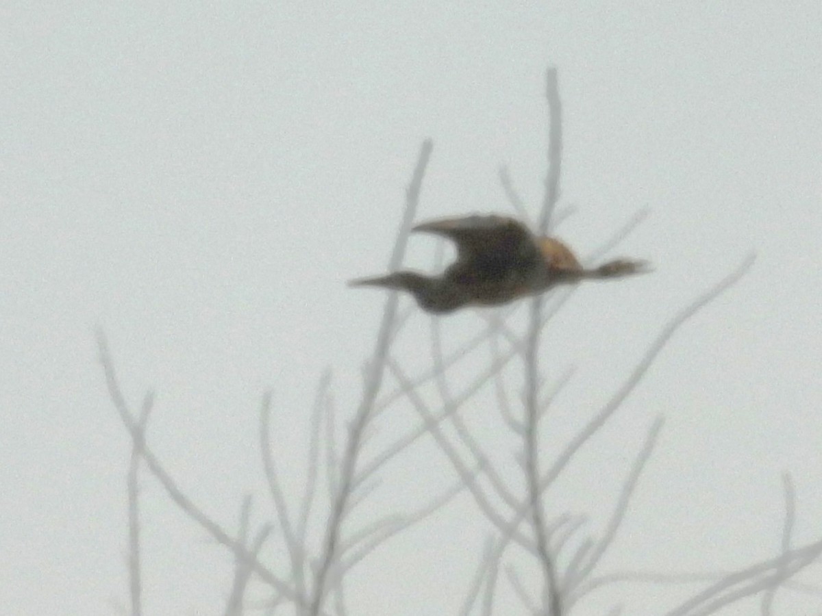 American Bittern - ML642957780