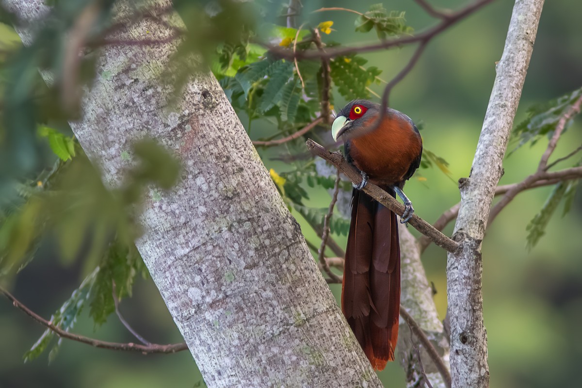 Chestnut-breasted Malkoha - ML642957782