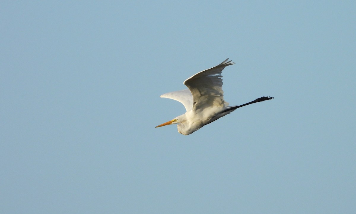 Great Egret - ML642957783