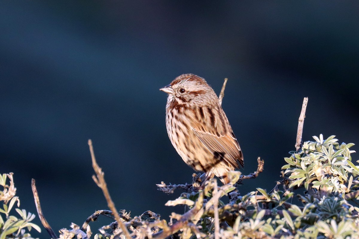 Song Sparrow - ML642957784