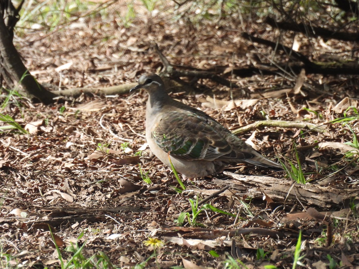 Common Bronzewing - ML642957785