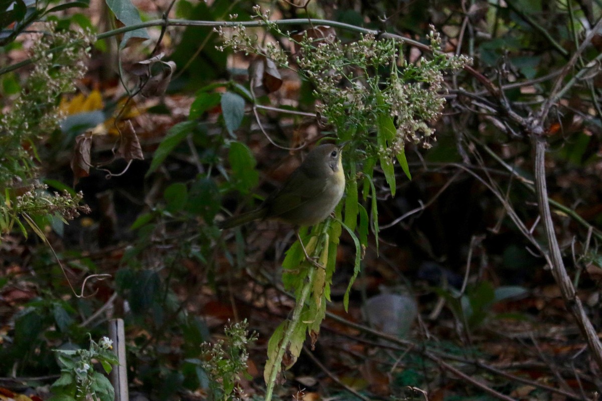 Common Yellowthroat - ML642957786