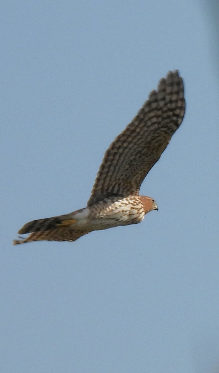 Sharp-shinned Hawk - ML642957787