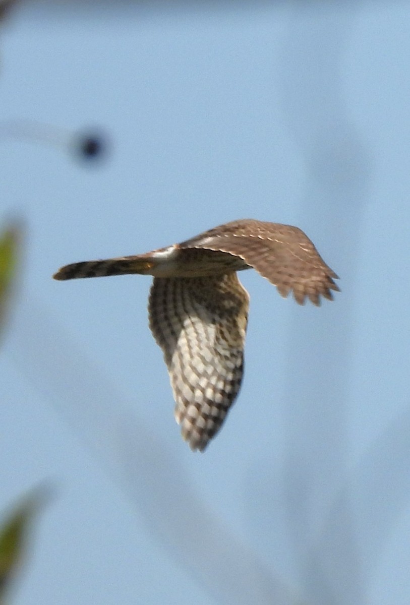 Sharp-shinned Hawk - ML642957788