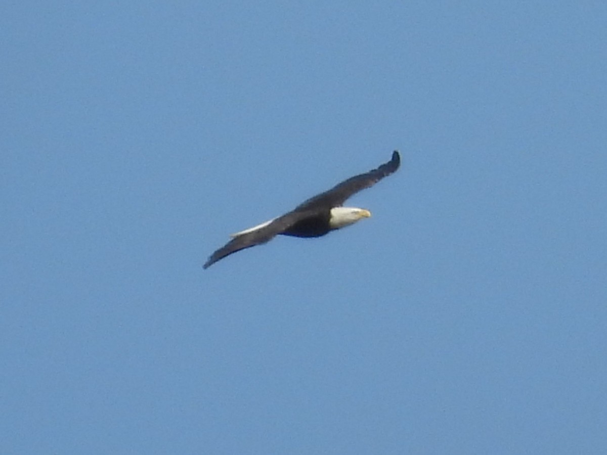 Bald Eagle - ML642957789