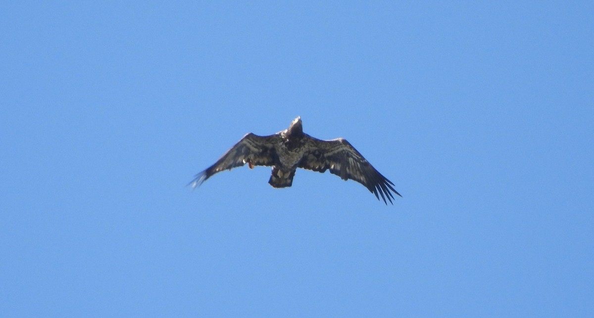 Bald Eagle - ML642957790