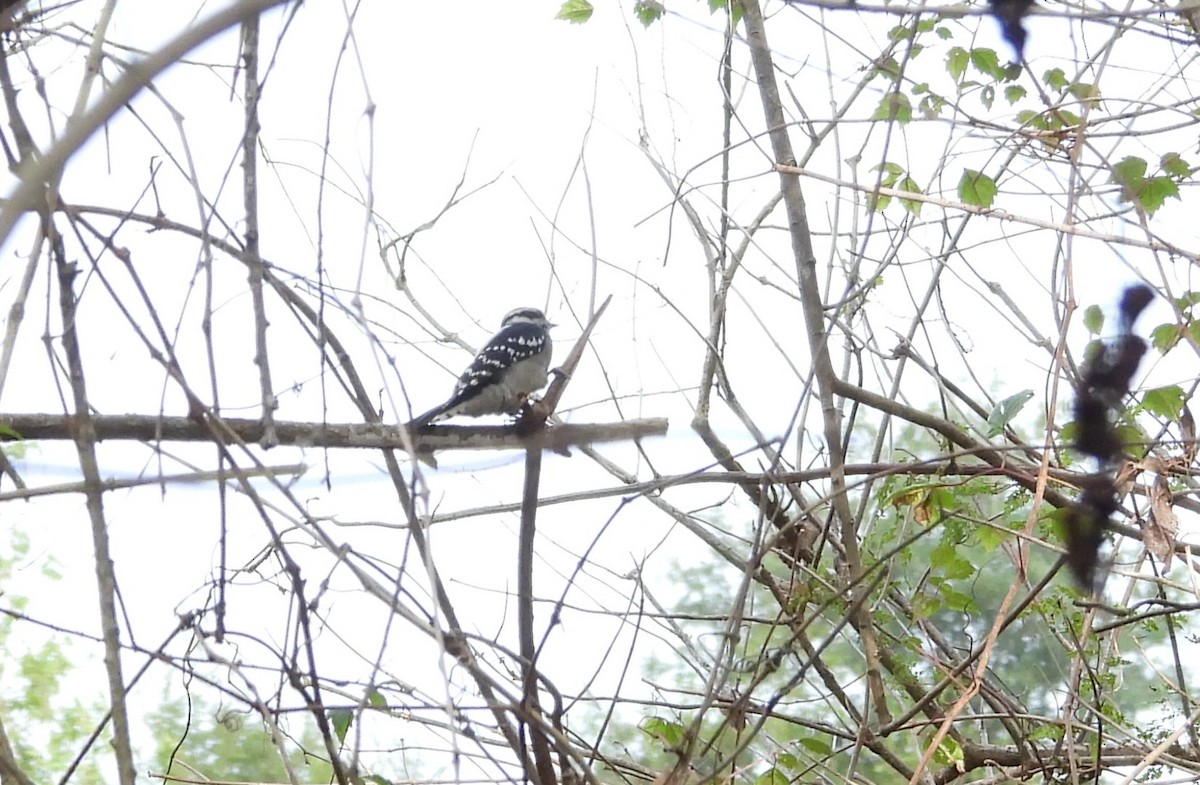 Downy Woodpecker - ML642957793