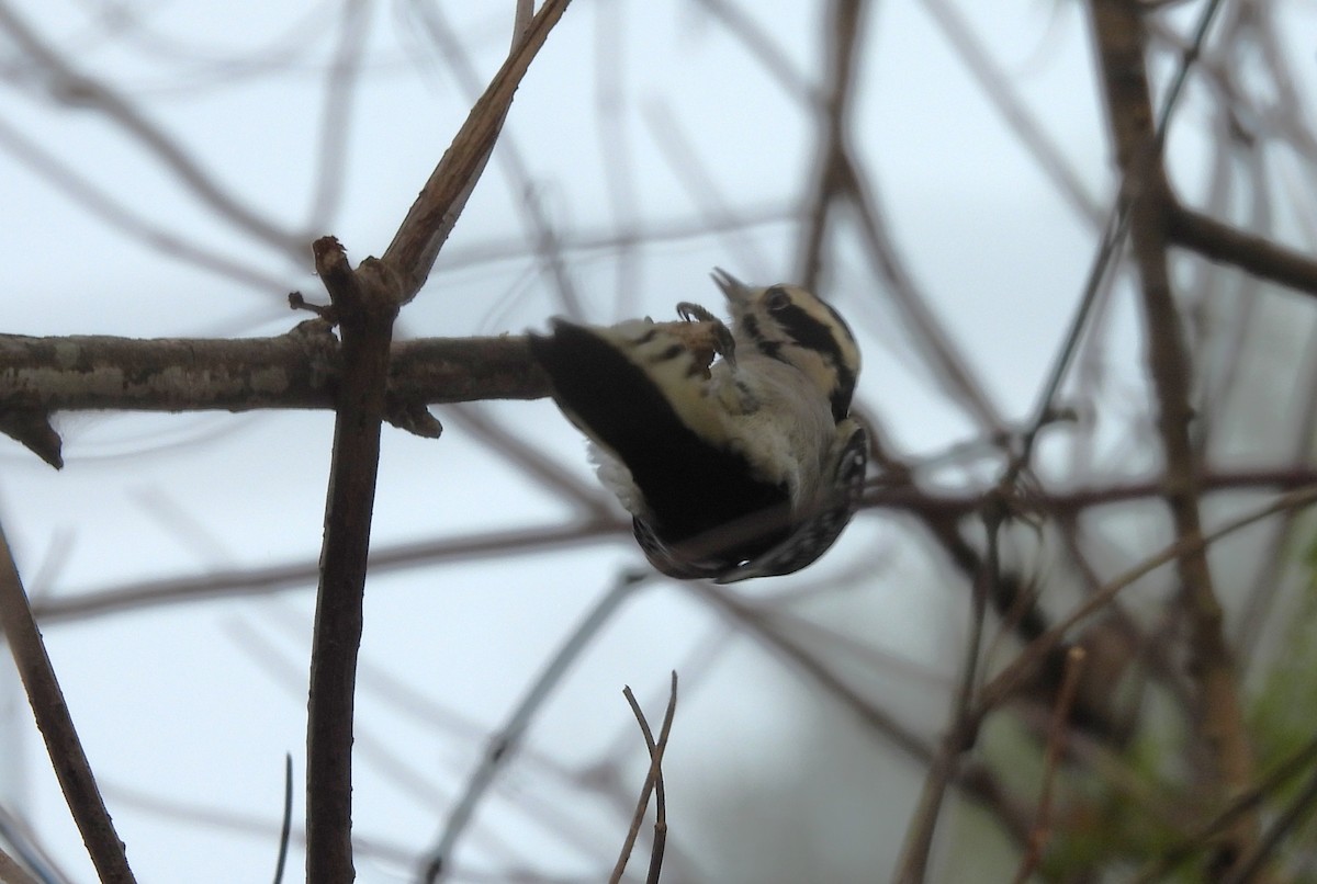 Downy Woodpecker - ML642957794