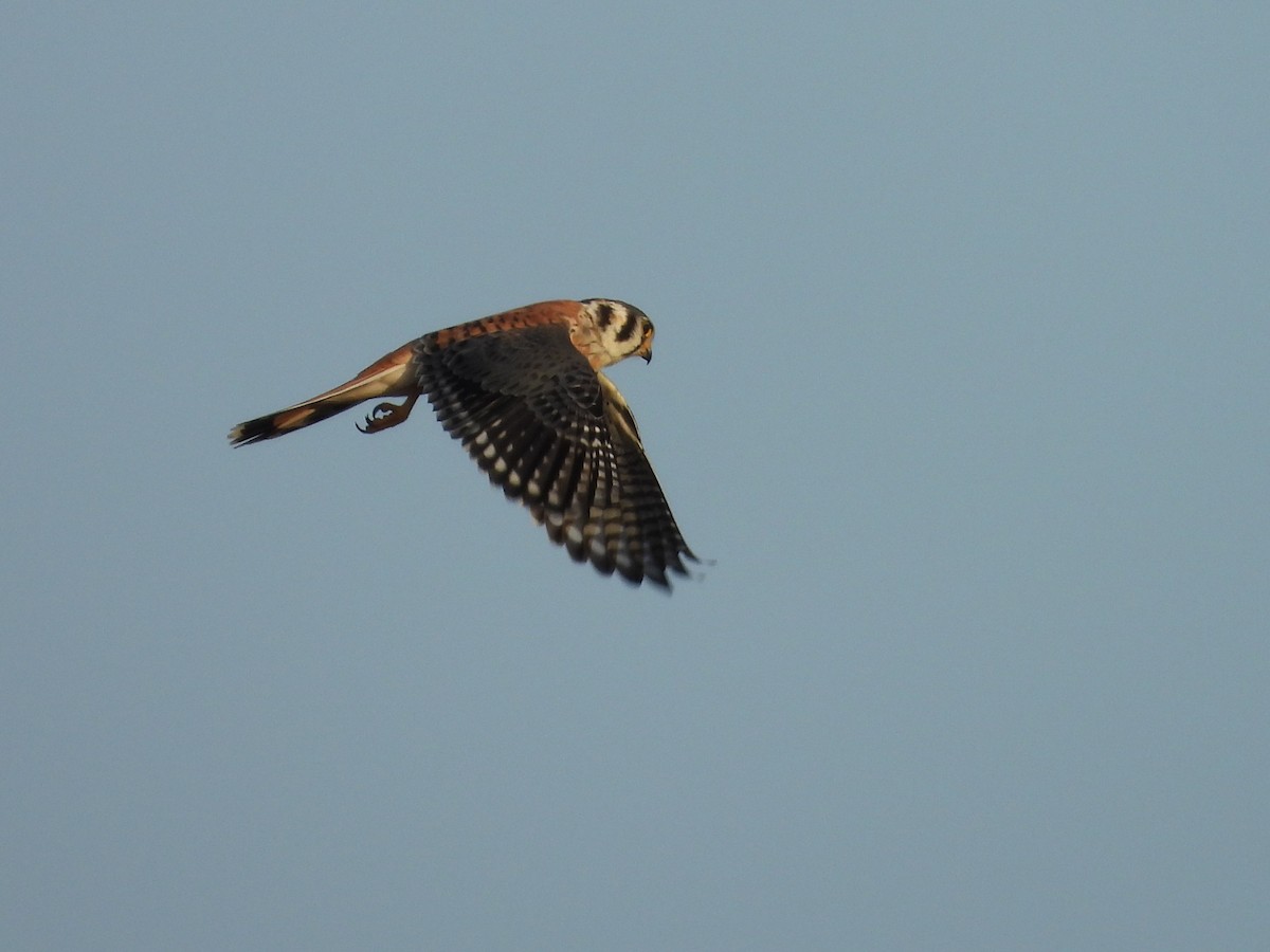 American Kestrel - ML642957795
