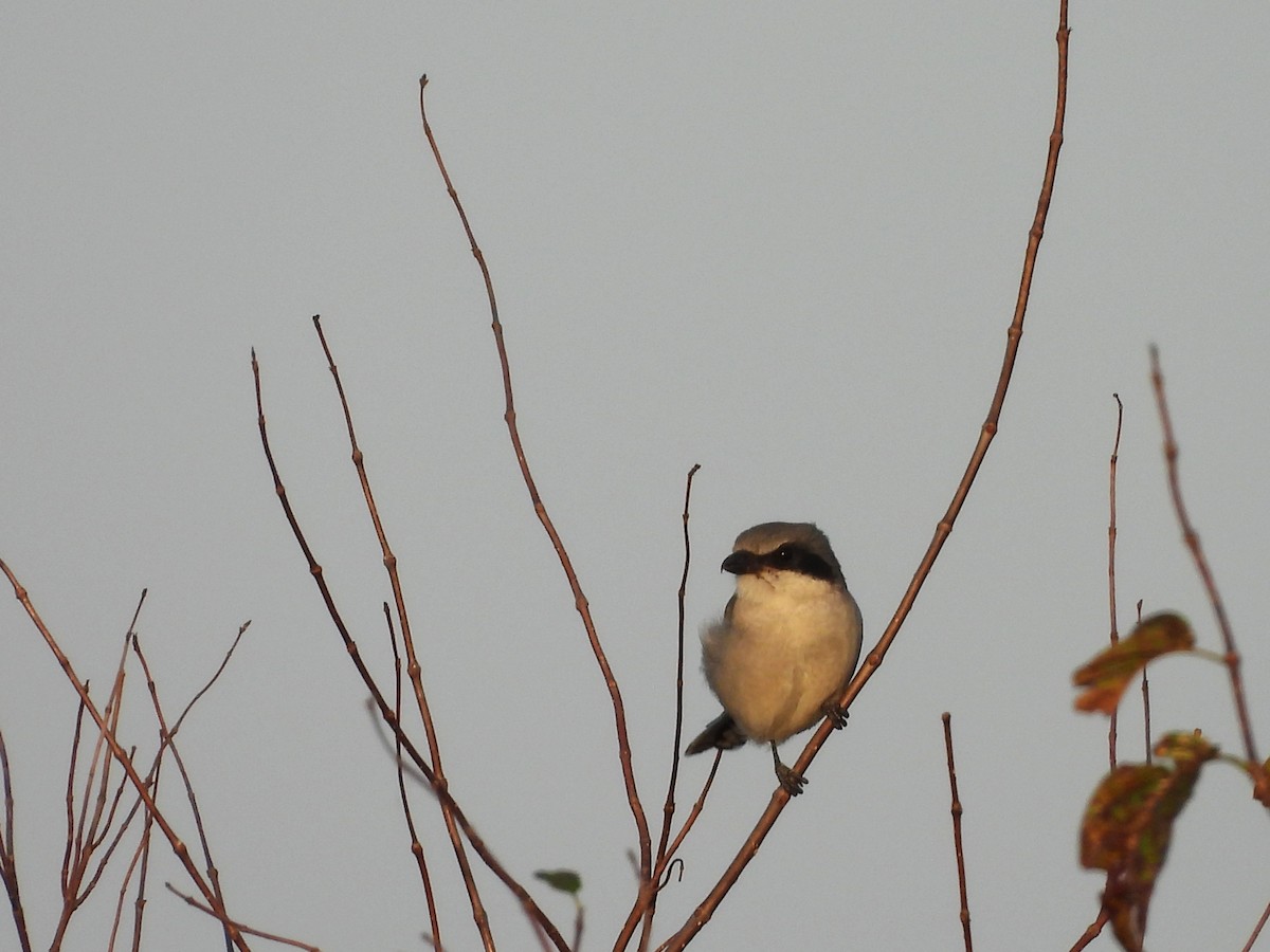 Loggerhead Shrike - ML642957796