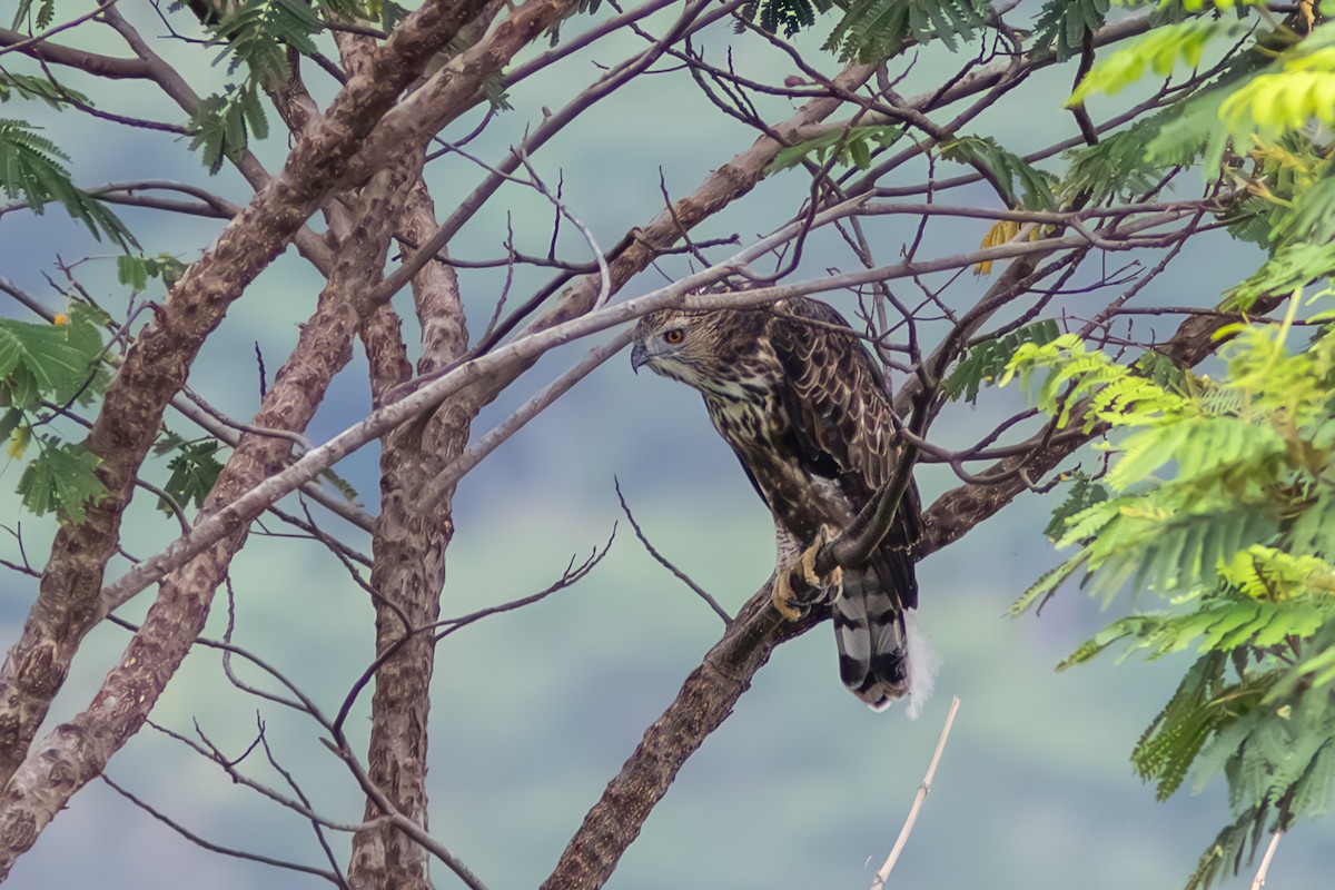 Changeable Hawk-Eagle - ML642957800