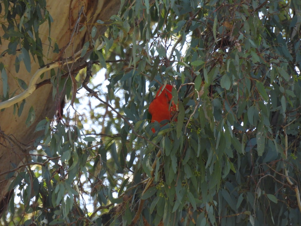 Australian King-Parrot - ML642957820