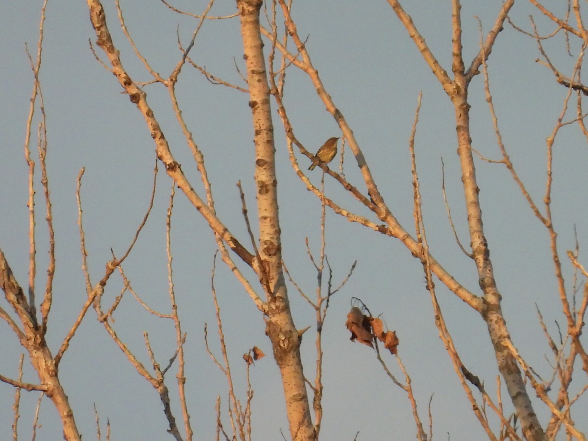 Northern House Wren - ML642957842