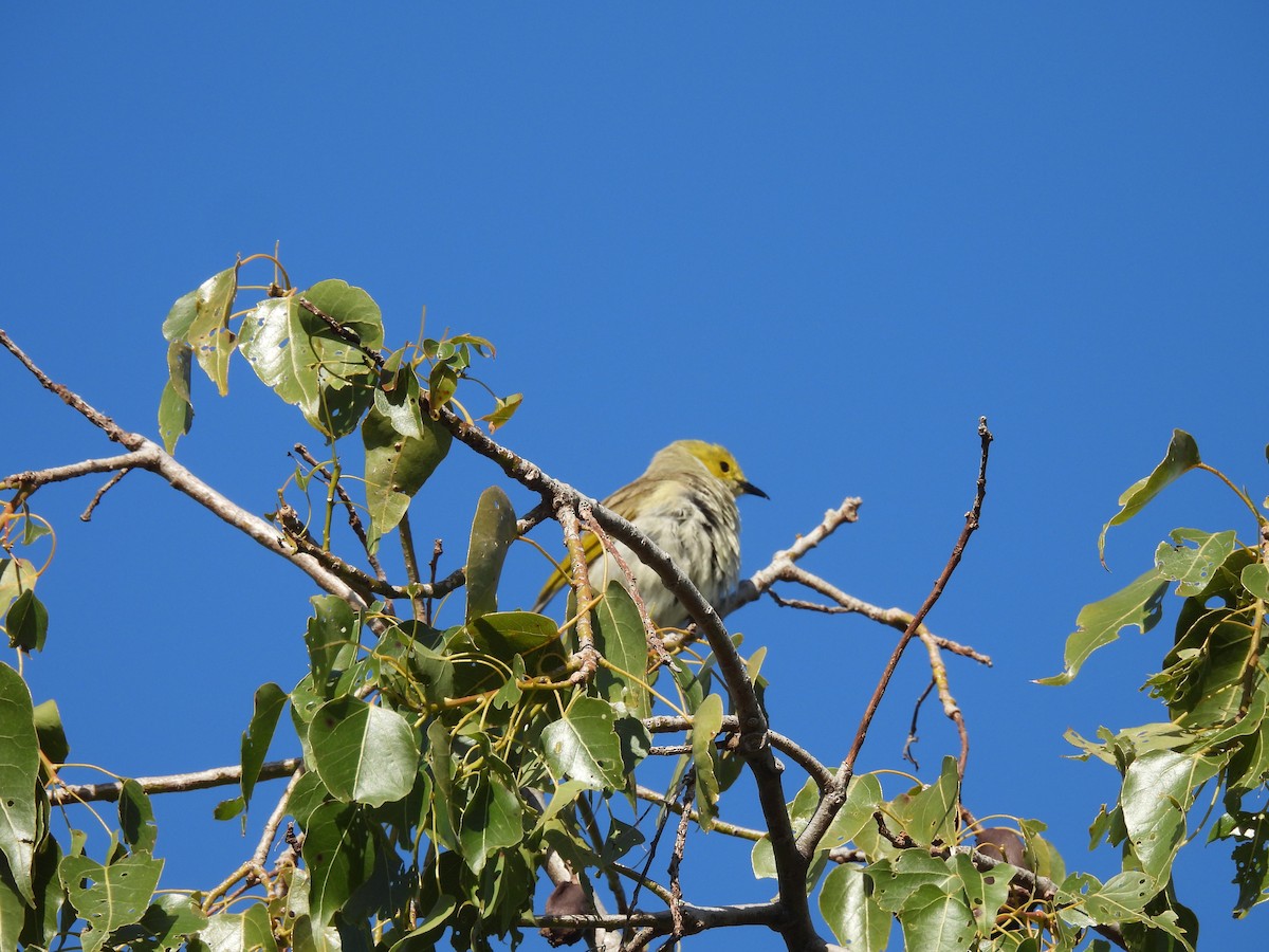 White-plumed Honeyeater - ML642957865