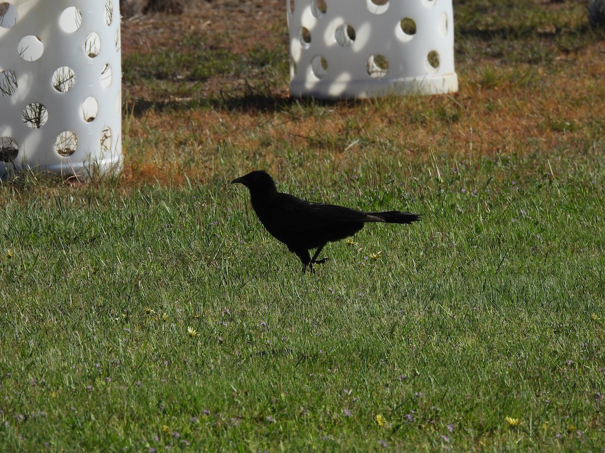 White-winged Chough - ML642957878