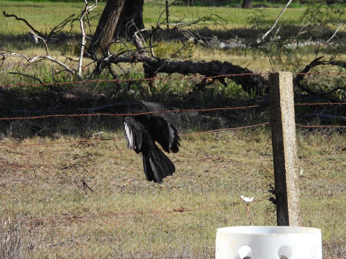 White-winged Chough - ML642957881