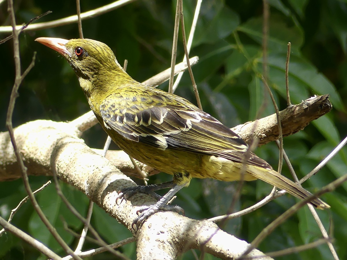 Green Oriole - ML642957902