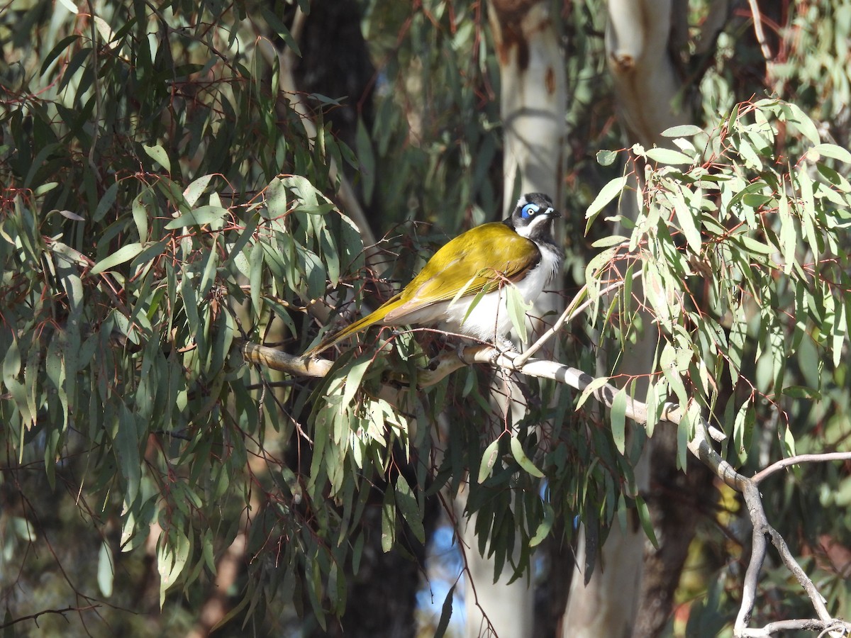 Blue-faced Honeyeater (Blue-faced) - ML642957910