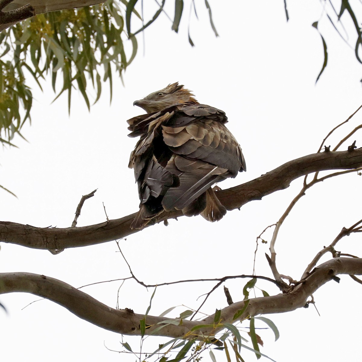 Square-tailed Kite - ML642957912