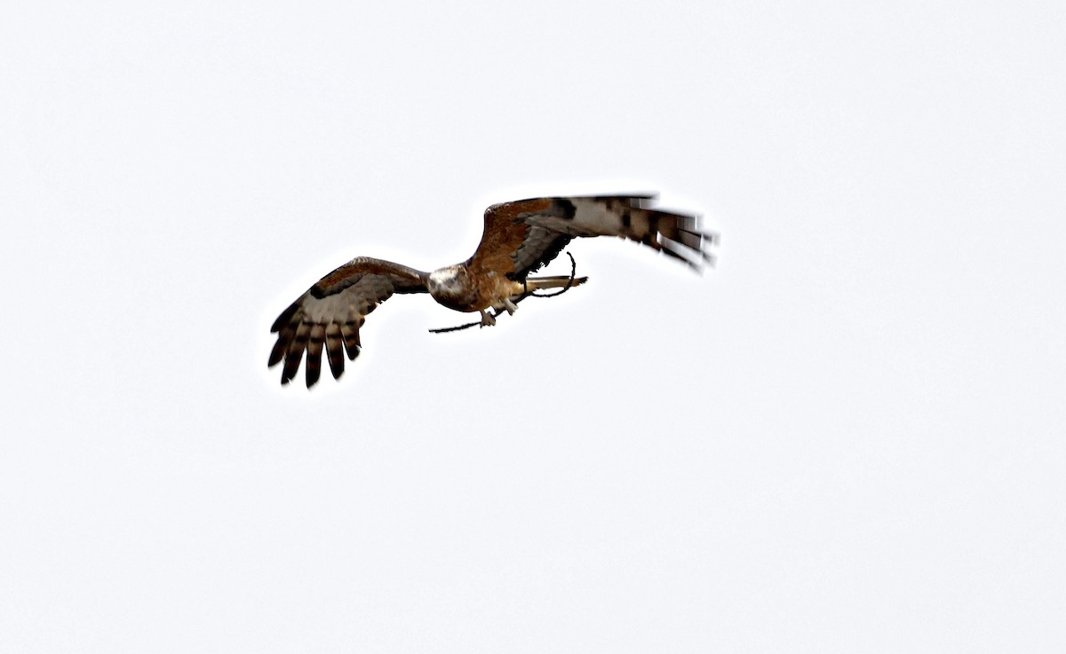 Square-tailed Kite - ML642957913