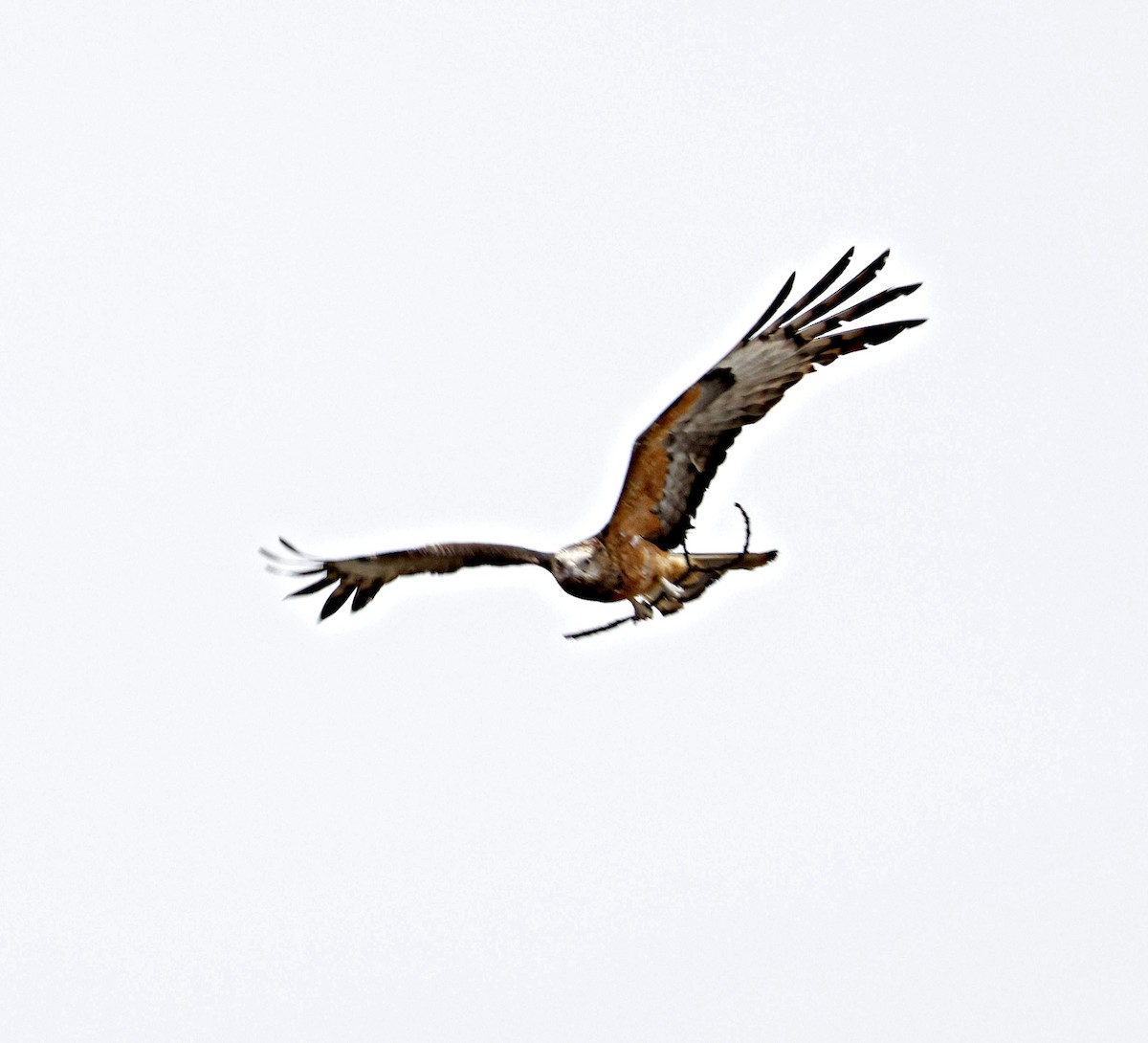 Square-tailed Kite - ML642957914