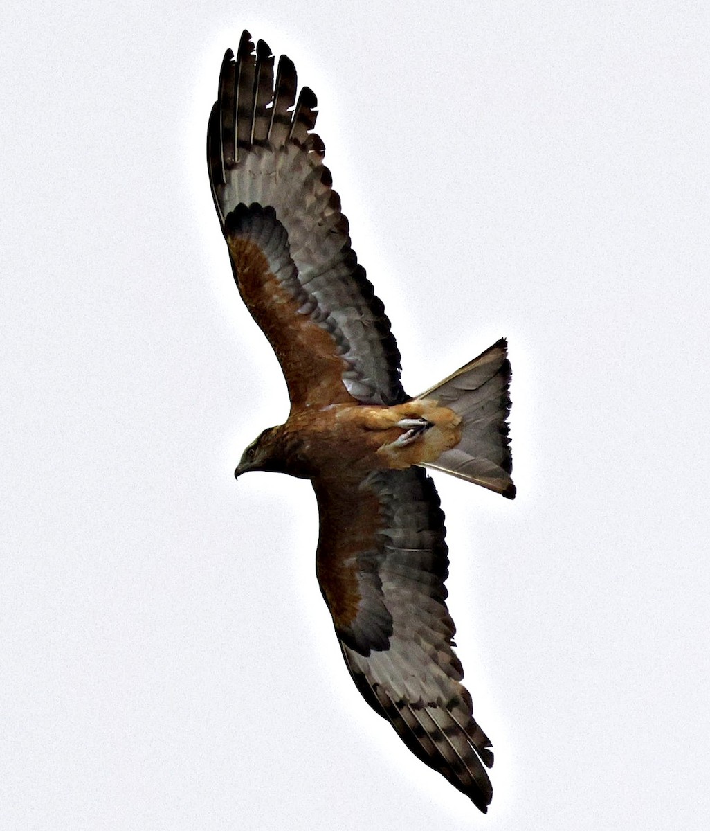 Square-tailed Kite - ML642957915