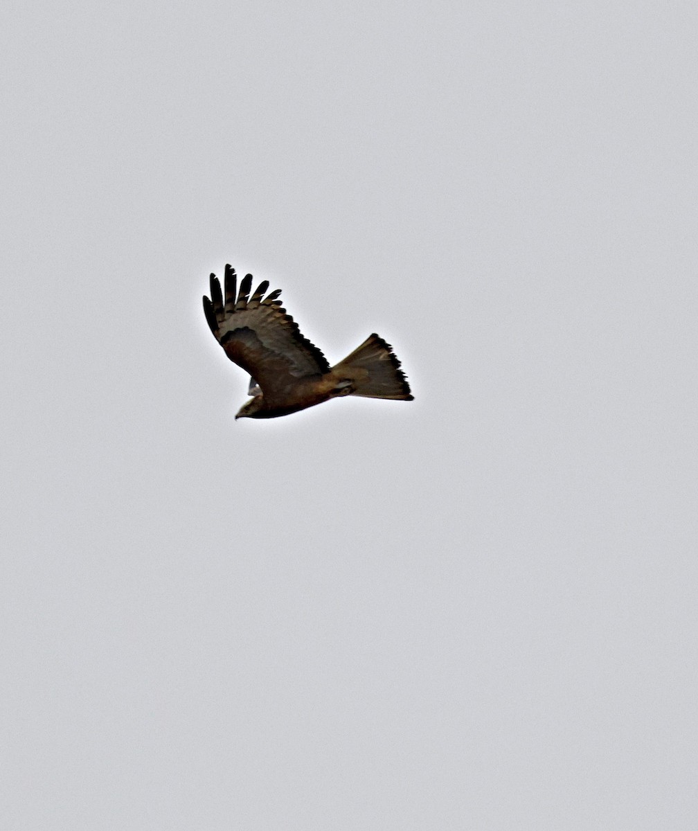 Square-tailed Kite - ML642957916